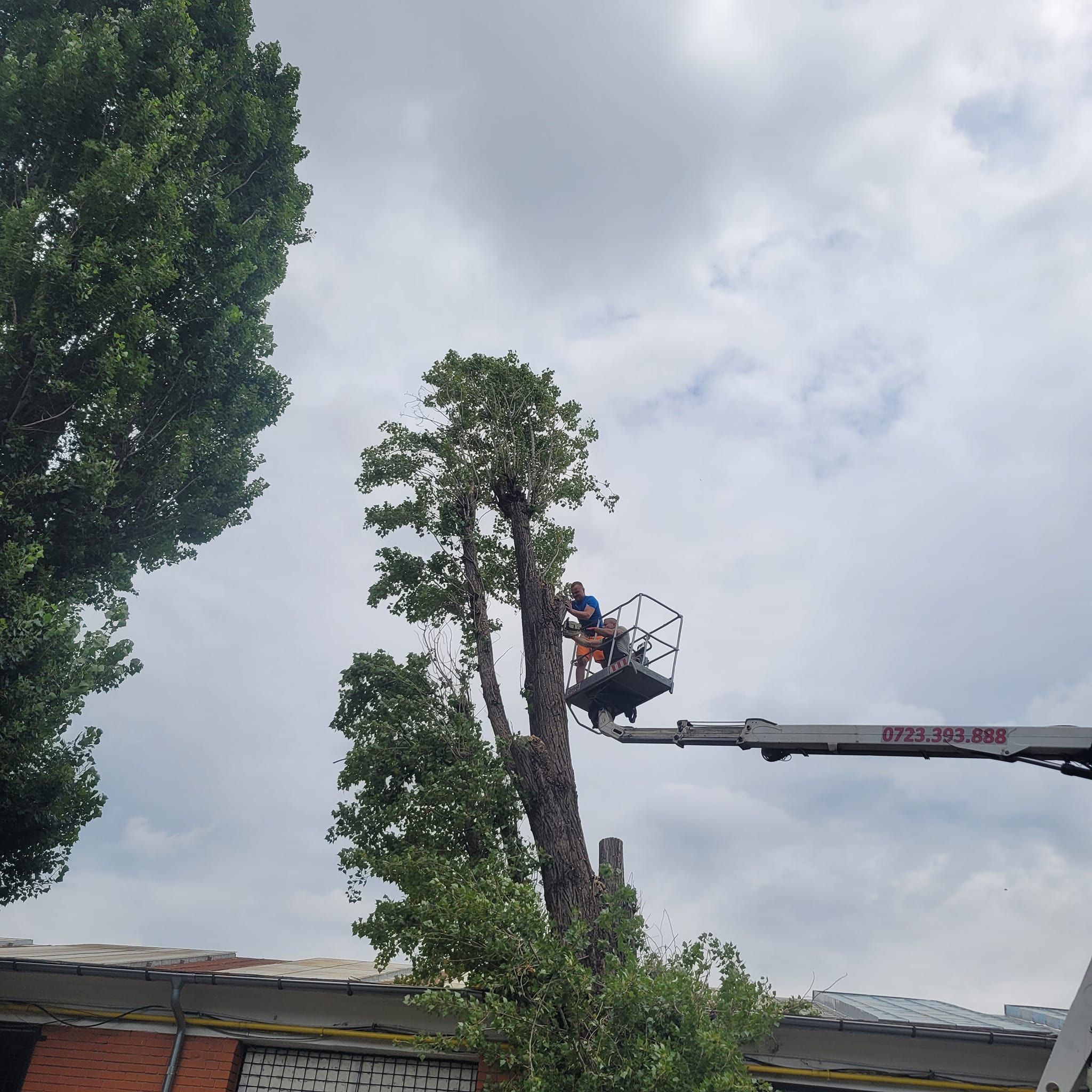 Toaletări Arbori — imagine 1